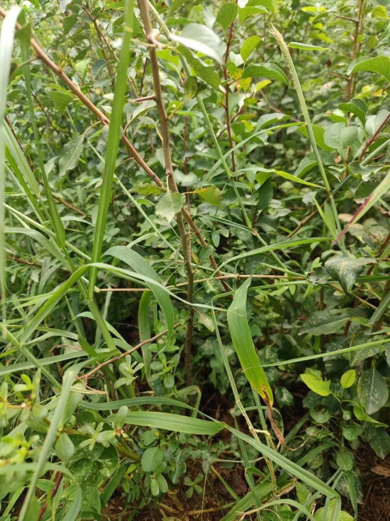 2年杜梨苗