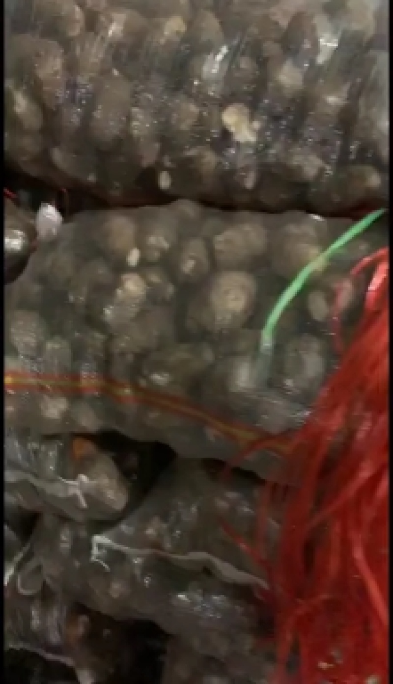 山东优质毛芋头大量上市，品质优良支持电商