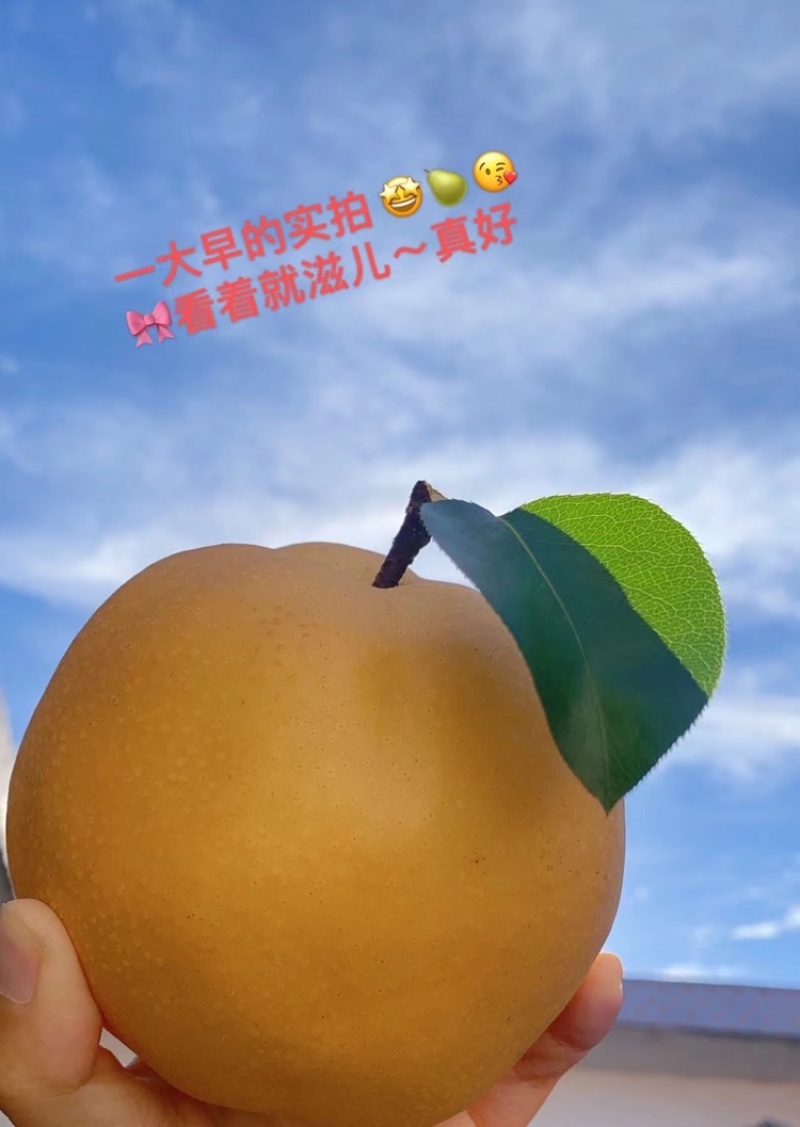 高品质秋月梨