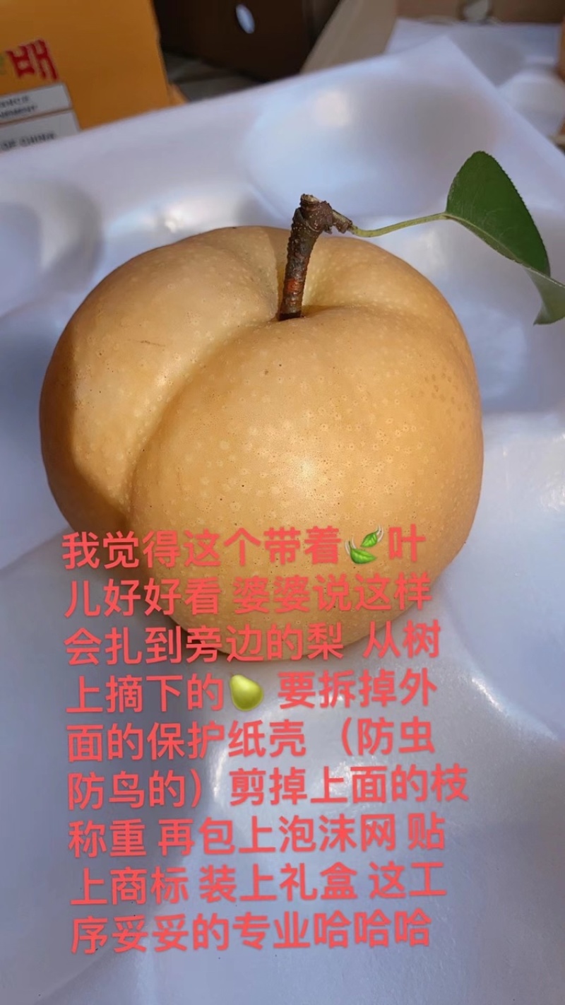 高品质秋月梨