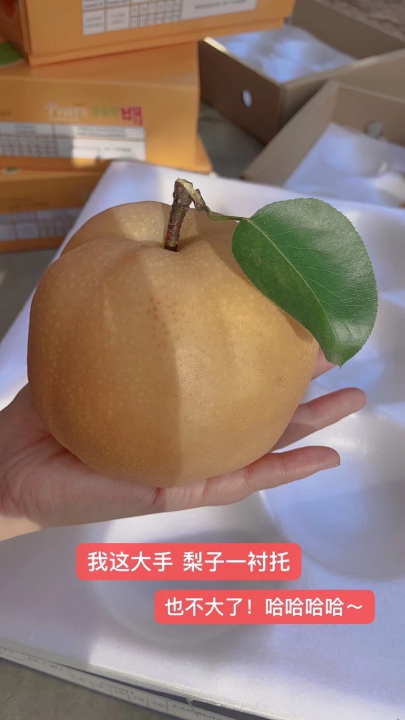 高品质秋月梨