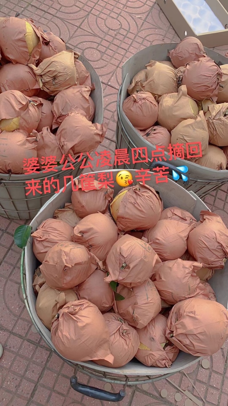 高品质秋月梨