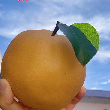高品质秋月梨