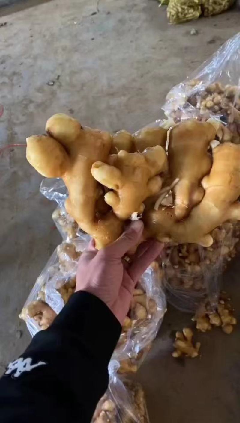 大黄姜，优质大黄姜小黄姜主产地大量供应保质保量支持电商