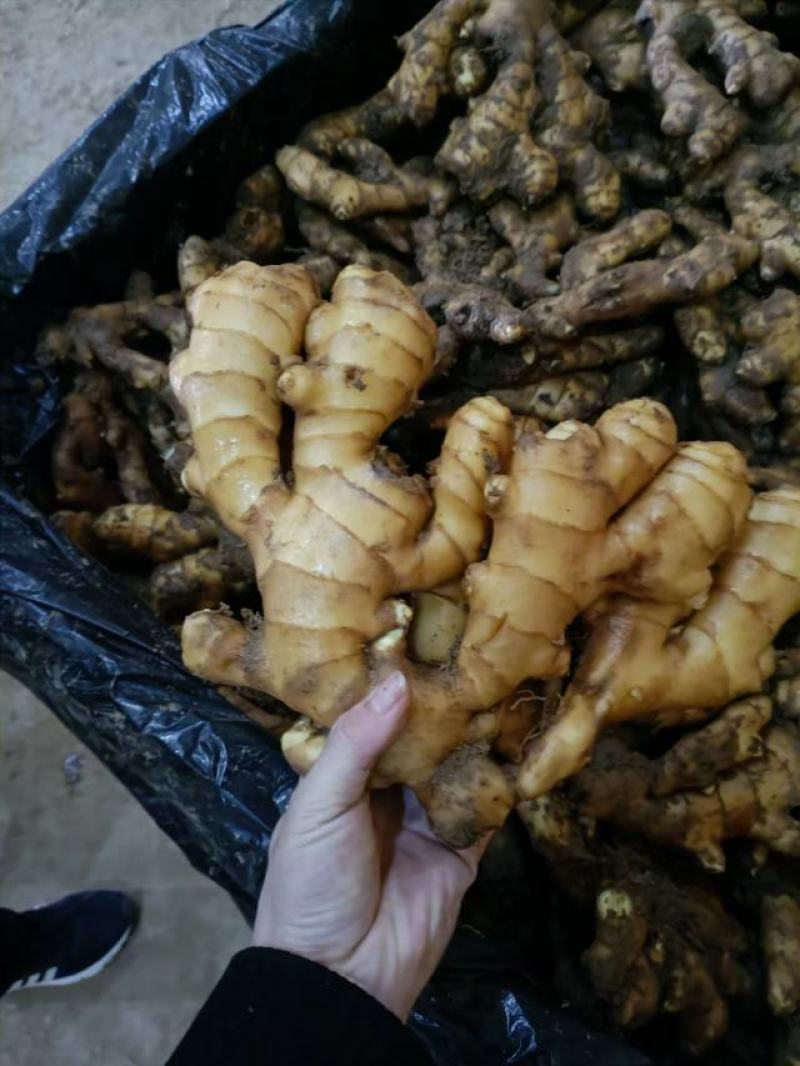 大黄姜，优质大黄姜小黄姜主产地大量供应保质保量支持电商