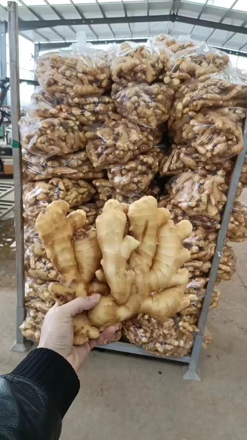 大黄姜，优质大黄姜小黄姜主产地大量供应保质保量支持电商