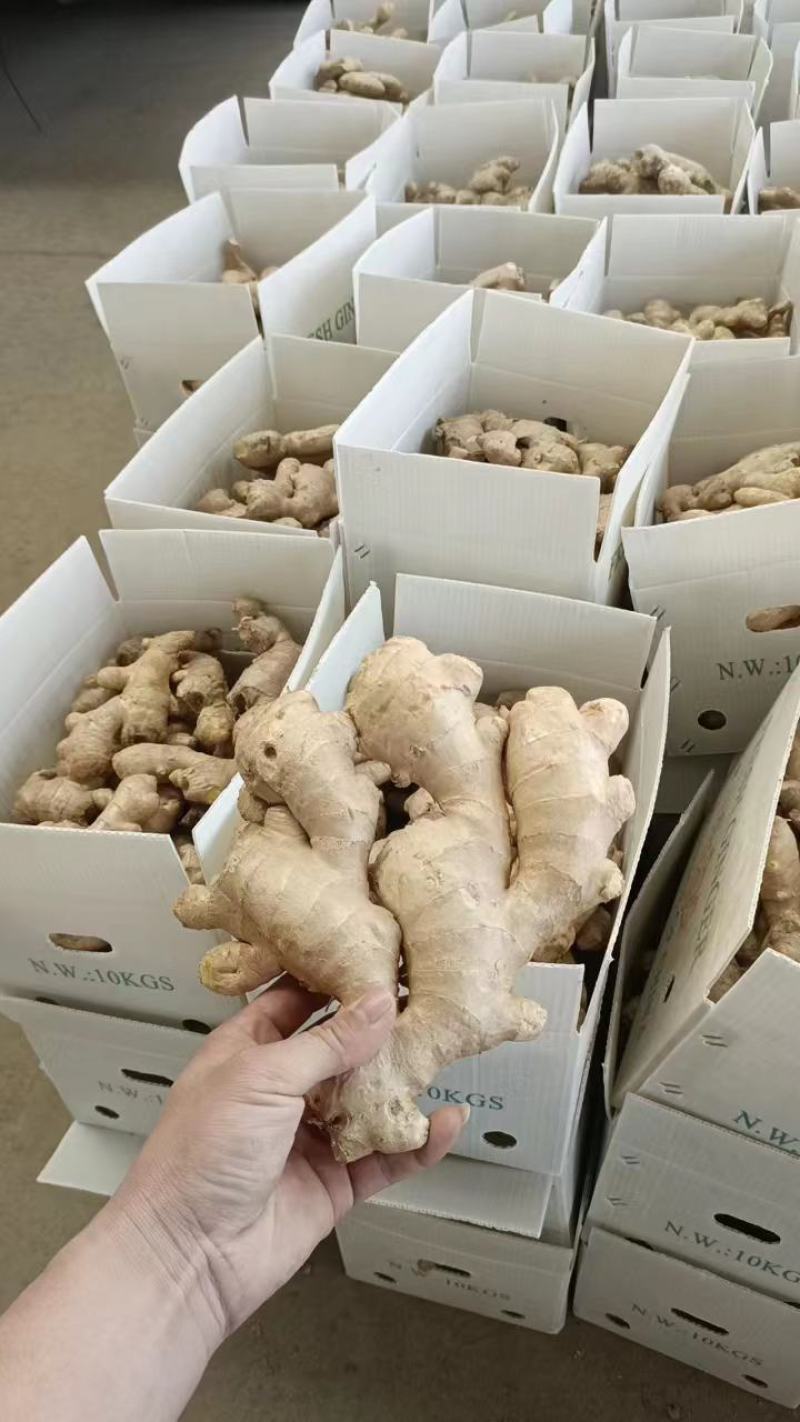 大黄姜，优质大黄姜小黄姜主产地大量供应保质保量支持电商