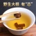 蒲公英根纯根各种规格炒制批发出售
