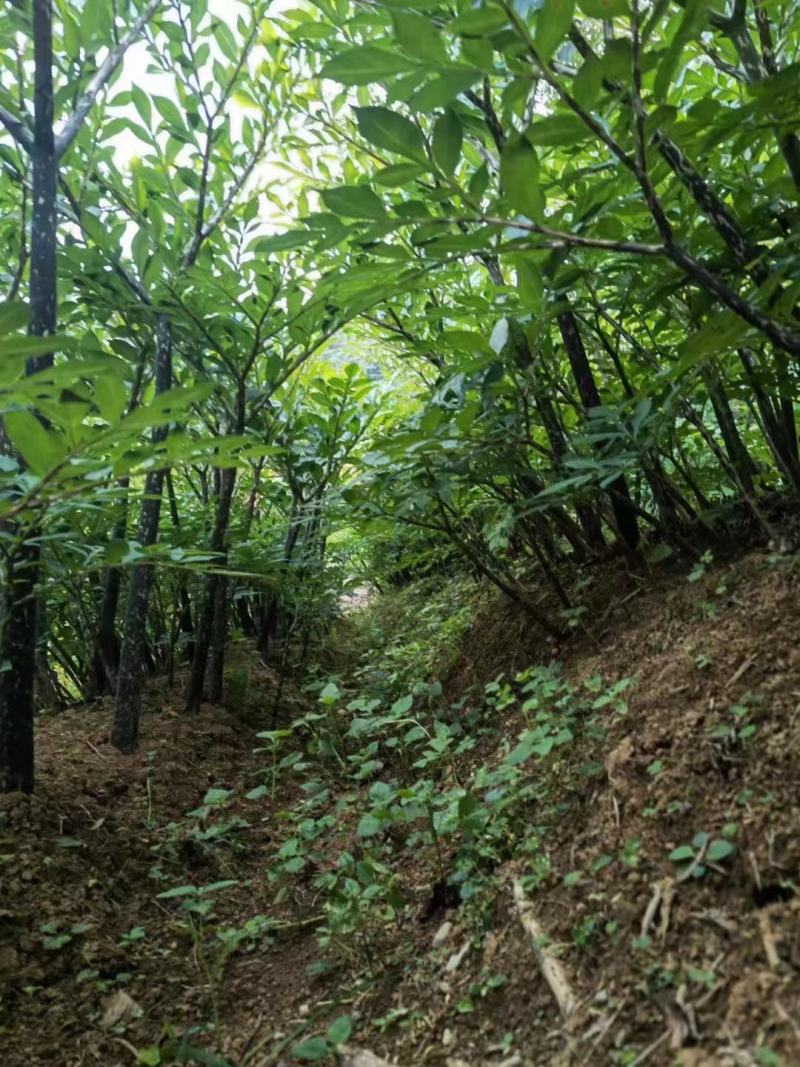 贵州大山高质量大魔芋花魔芋，产量高，质量好，欢迎大家订购