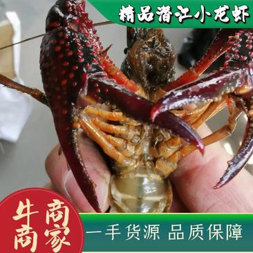 [推荐]精品潜江清水小龙虾纯青活虾，一手货源，运输死包赔