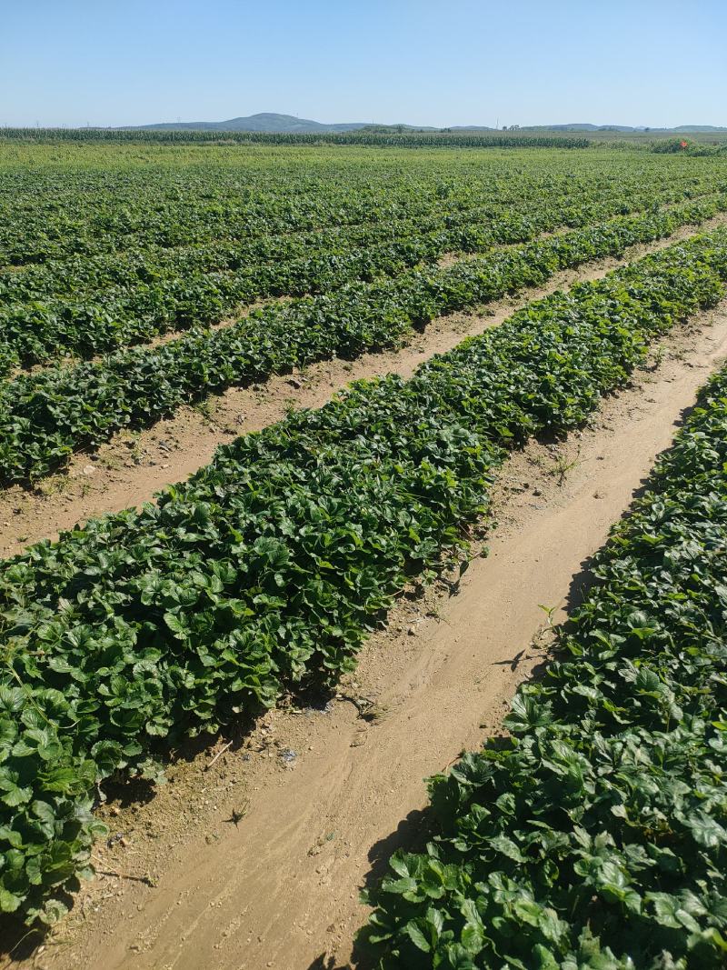 【红颜品质种苗】辽宁红颜生产草莓苗脱毒草莓苗大量有货