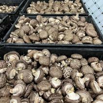 产地直供，一手货源绿色优质鲜香菇