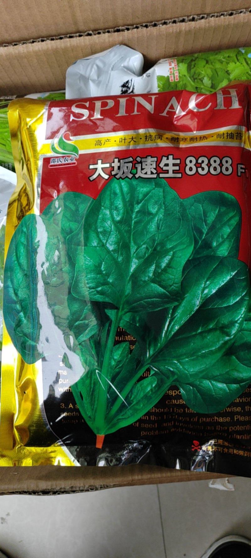 黑叶菠菜种子圆叶菠菜种子耐寒耐热菠菜种子
