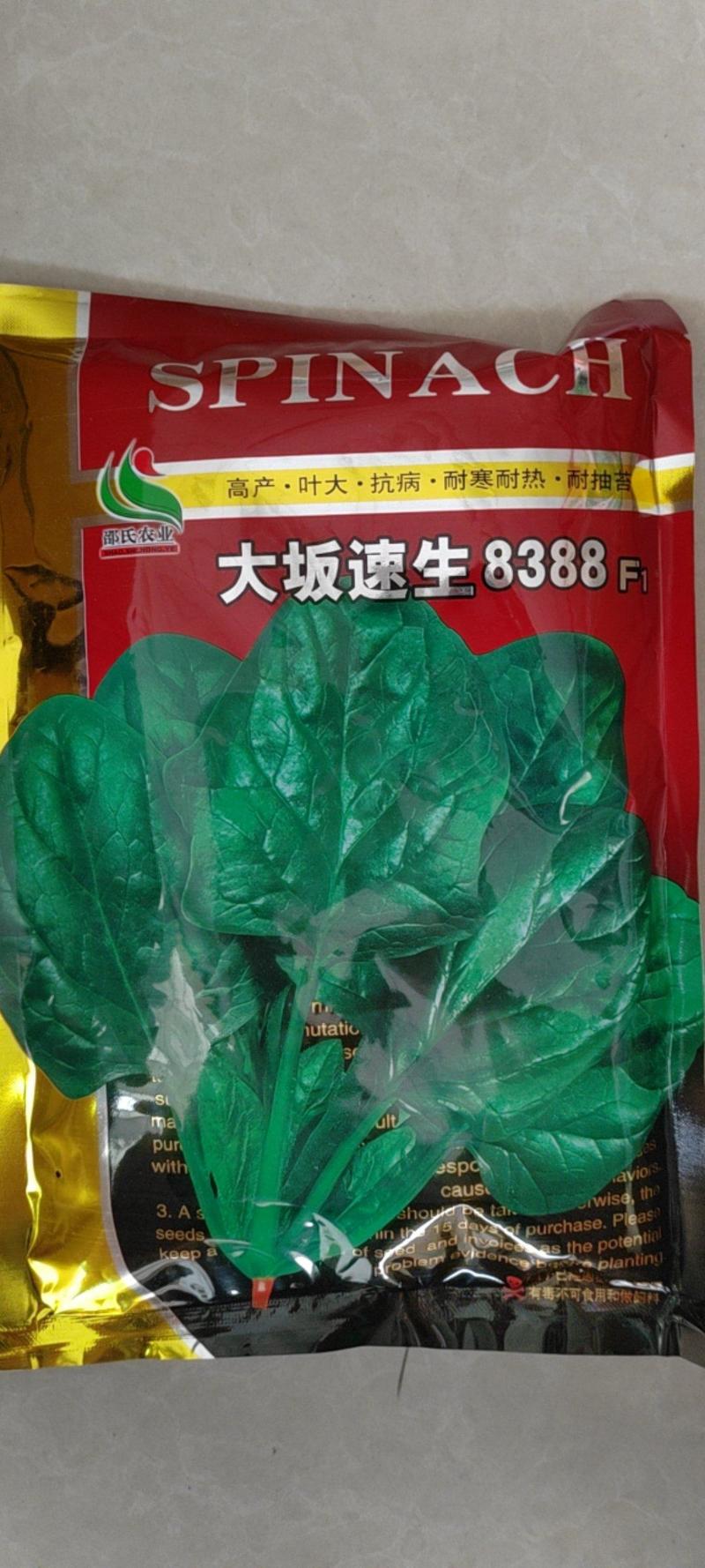 黑叶菠菜种子圆叶菠菜种子耐寒耐热菠菜种子