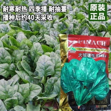黑叶菠菜种子圆叶菠菜种子耐寒耐热菠菜种子