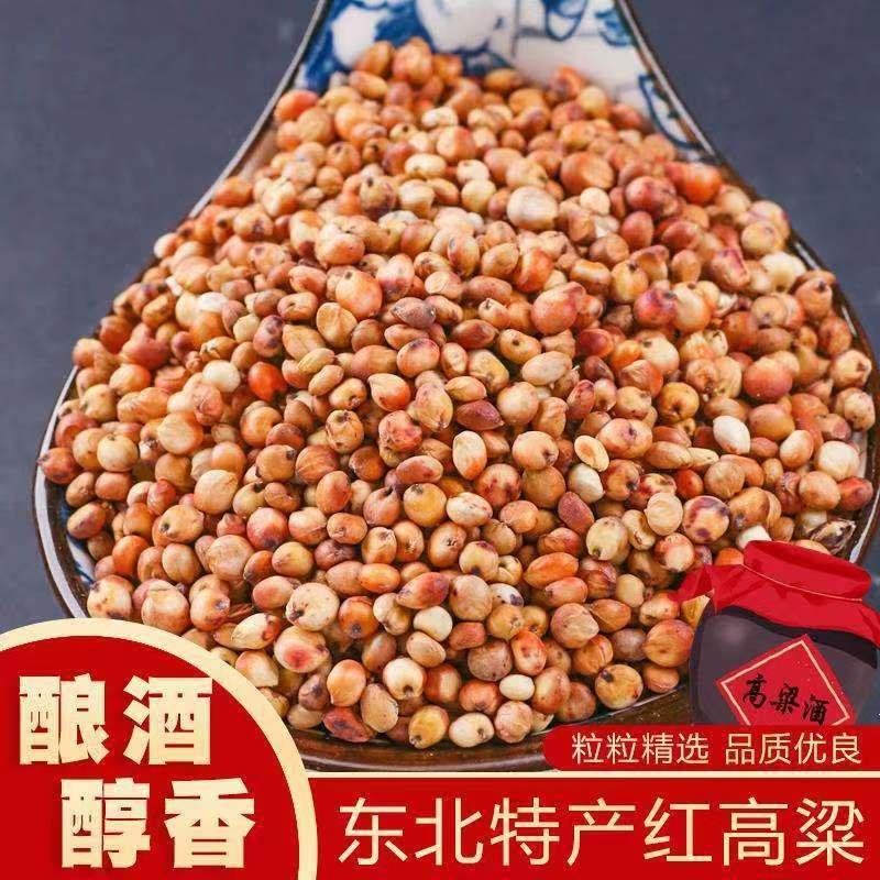 高粱现货批发大颗粒红高粱酿酒酿醋高粱袋装100斤
