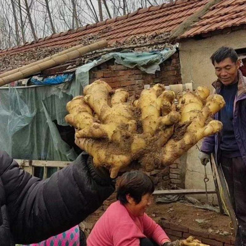 生姜大黄姜，块头大，品相好，价格美丽，服务周到，合作放心