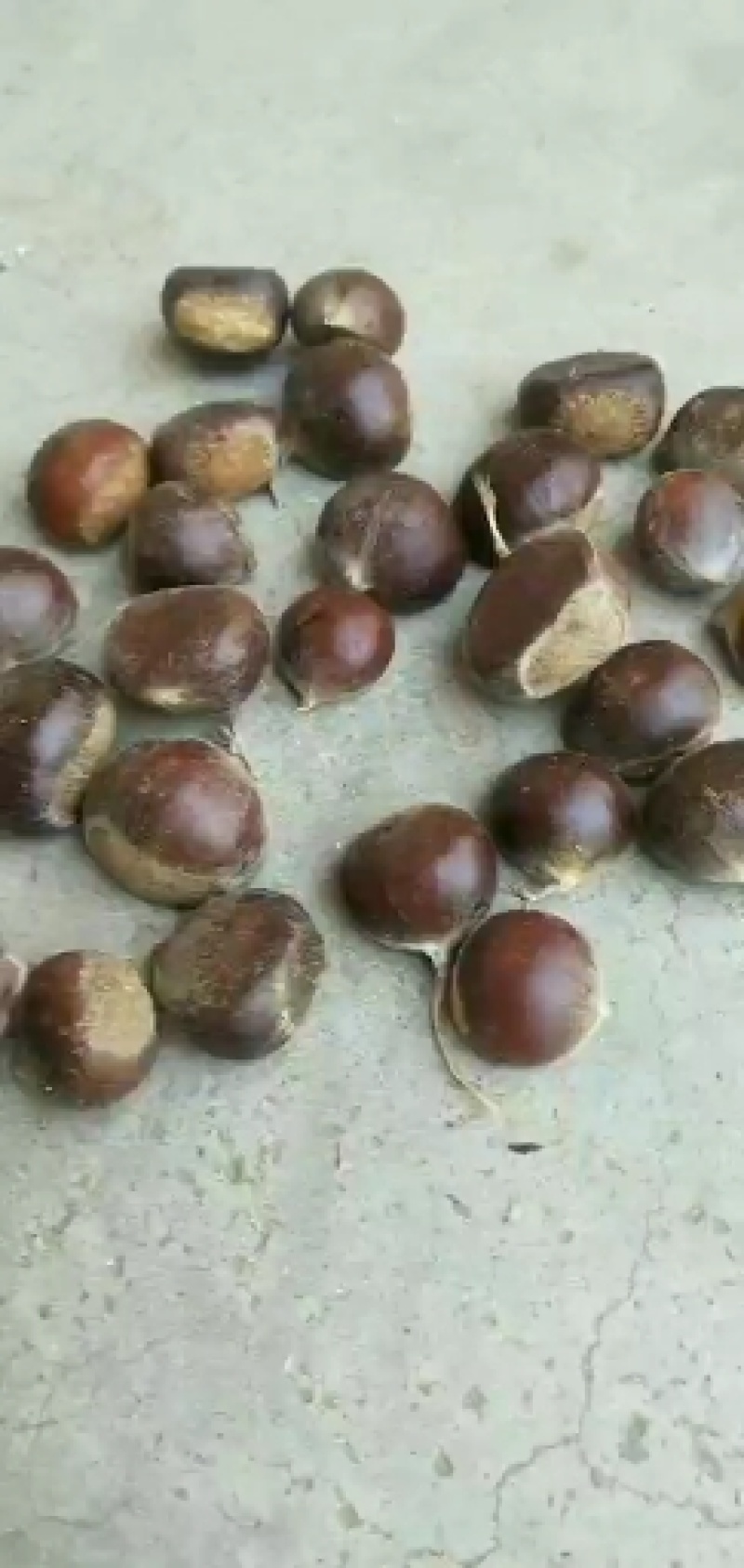 商洛秦岭深山大板栗，小毛栗.油栗子