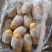 山东滕州土豆,精品黄心土豆,大量供应,对接加工厂食堂
