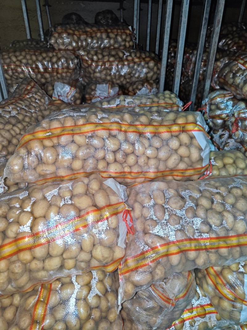 山东滕州土豆，精品黄心土豆，大量供应，对接加工厂食堂