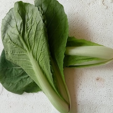 精品快菜精品上海青