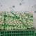 精品快菜精品上海青