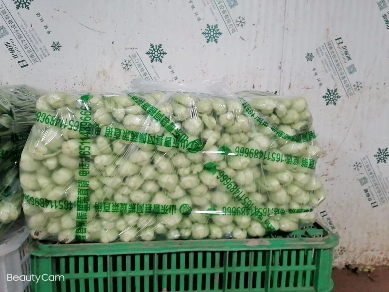 精品快菜精品上海青