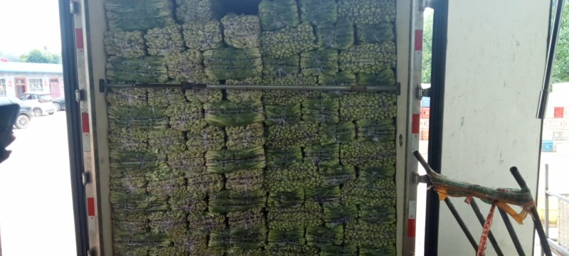 精品快菜精品上海青