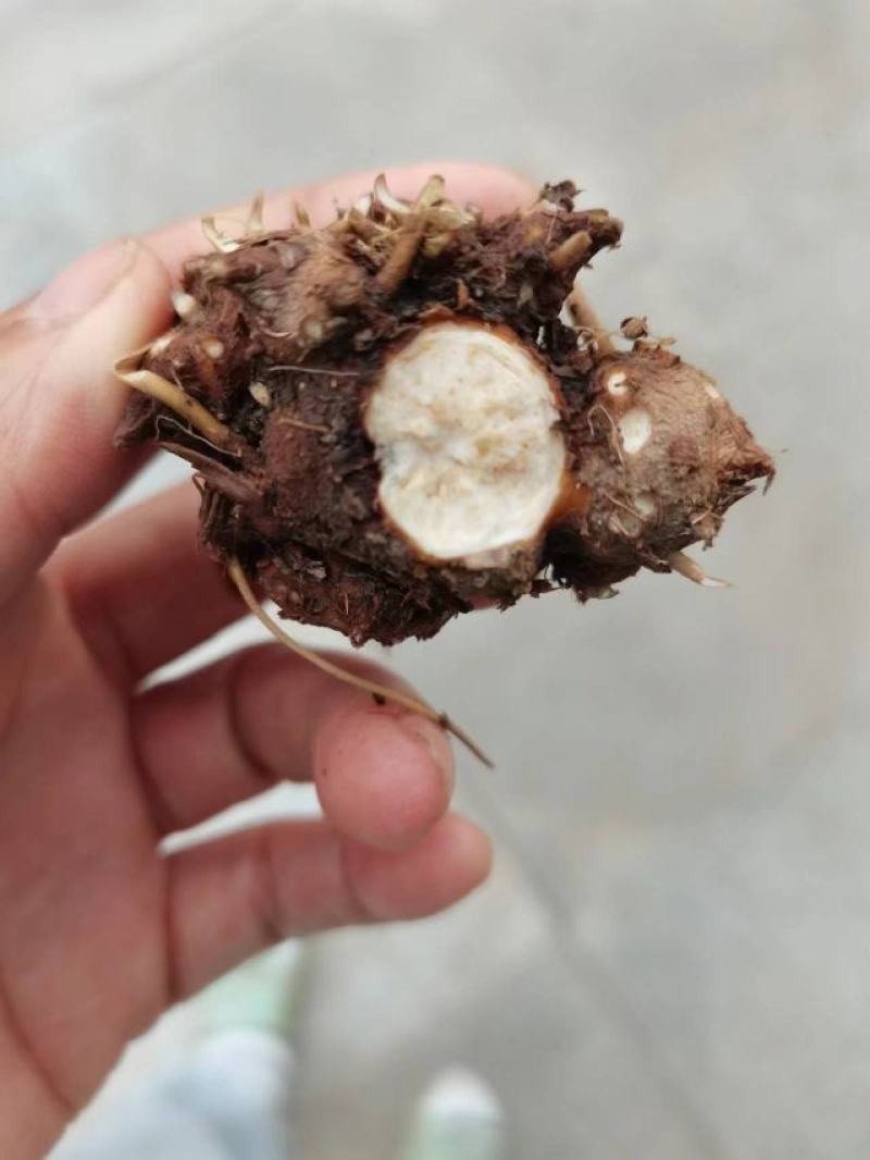 朱砂点苍术红茬苍术，不是起霜货