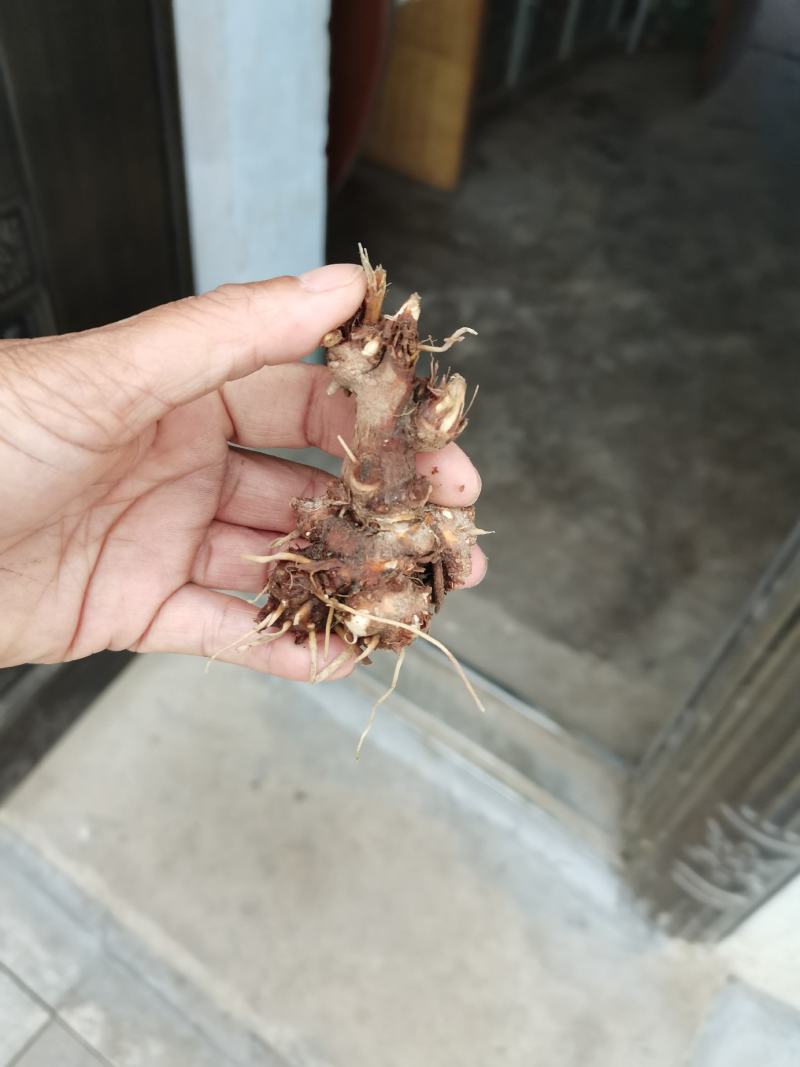 朱砂点苍术红茬苍术，不是起霜货