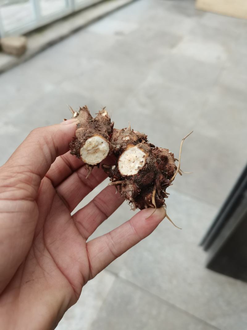 朱砂点苍术红茬苍术，不是起霜货