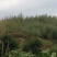菜架竹杆、园艺造景竹杆