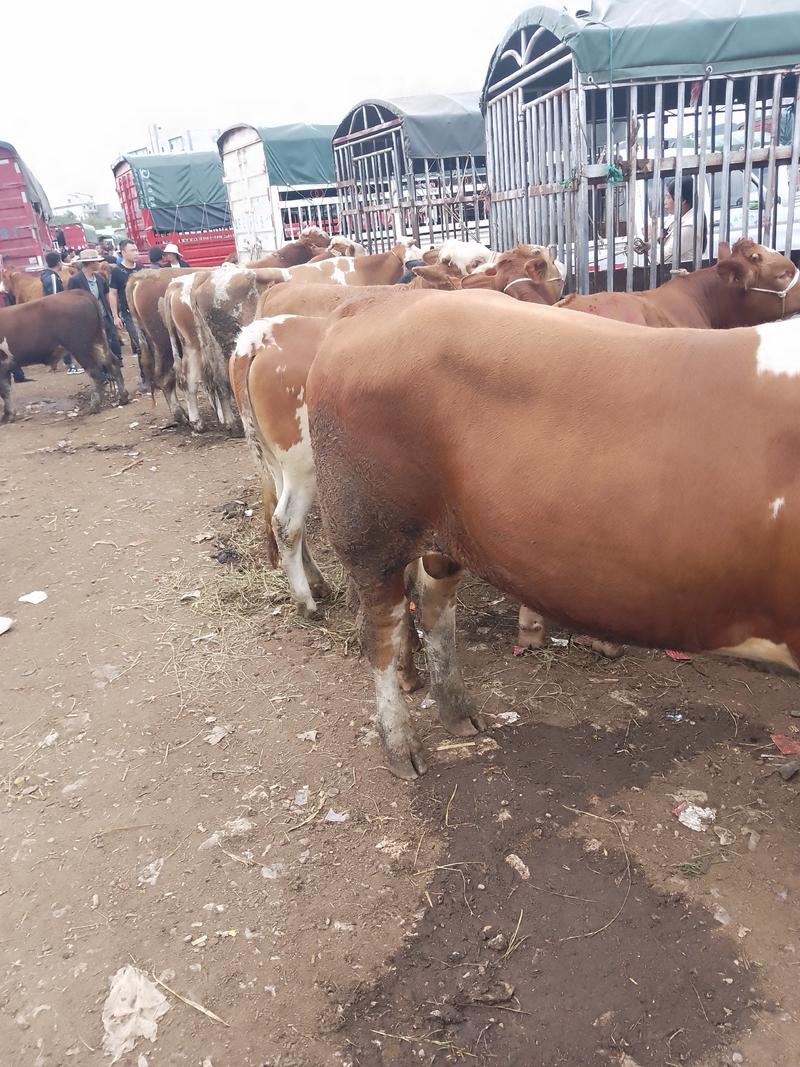 贵州毕节高山散养西门塔尔牛，黄牛，土杂出售
