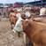 贵州毕节高山散养西门塔尔牛，黄牛，土杂出售