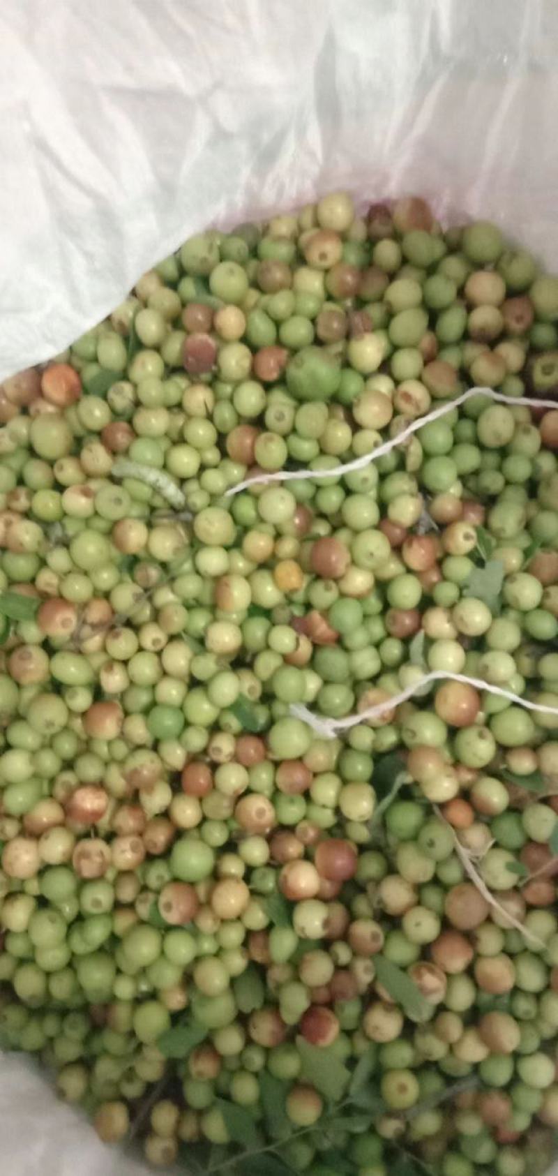 酸枣
