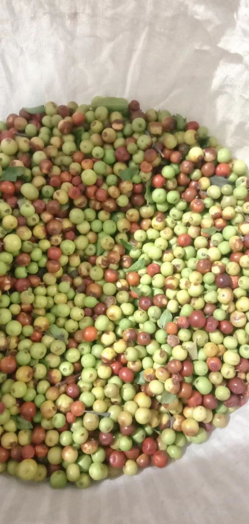 酸枣