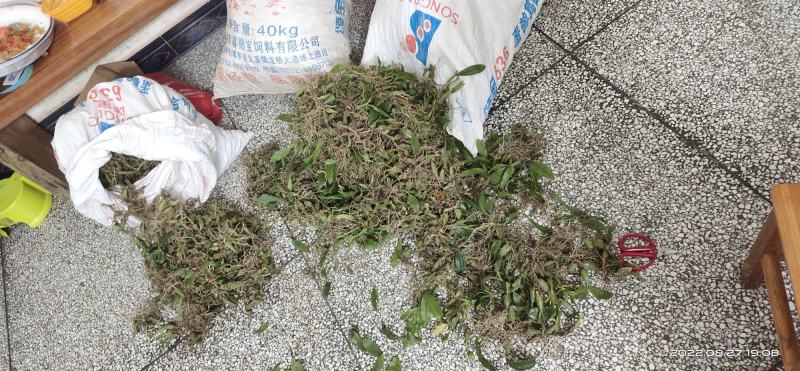 大叶石橄榄，石仙桃，双叶石仙桃