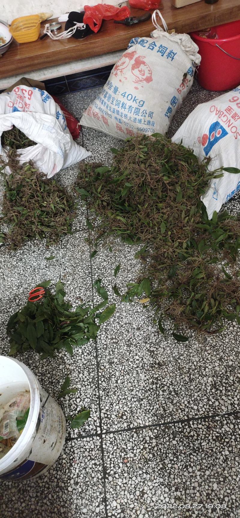大叶石橄榄，石仙桃，双叶石仙桃