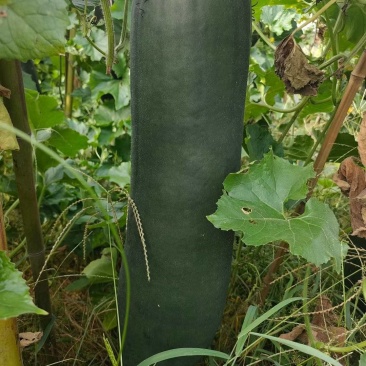 河南吊冬瓜，黑皮冬瓜，大型基地，产地直发，质量保证
