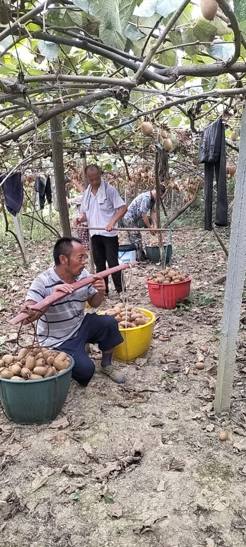 湘西米良一号猕猴桃