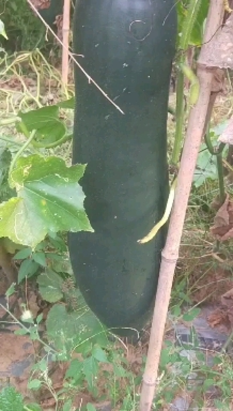 河南吊冬瓜，黑皮冬瓜，大型基地，产地直发，质量保证