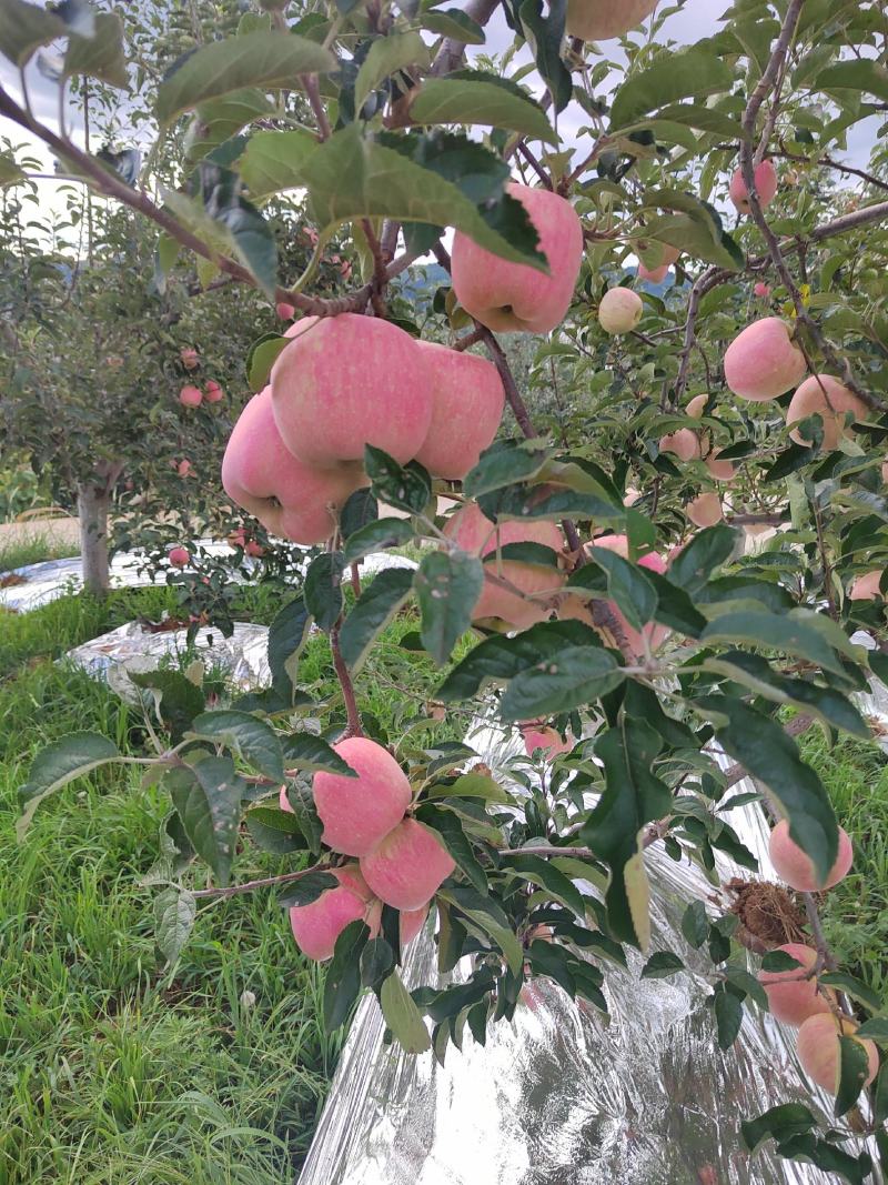 欢迎各位老板的光临，昭通108苹果已大上市。