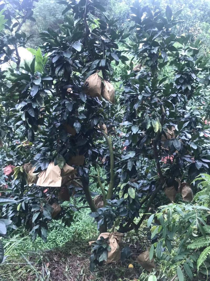 福建平和红心柚，皮薄多汁，果面干净，货源充足大量供应