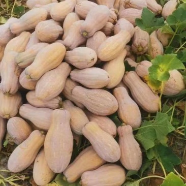 蜜本南瓜