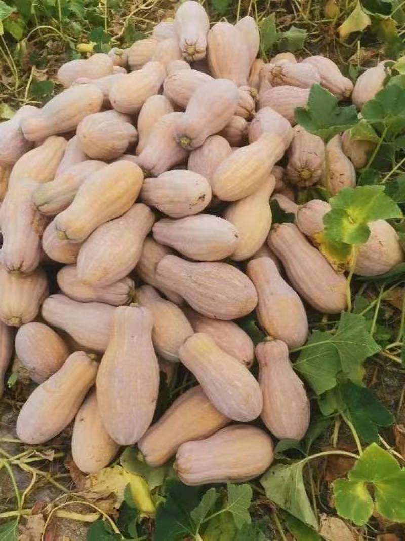 蜜本南瓜