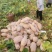 蜜本南瓜