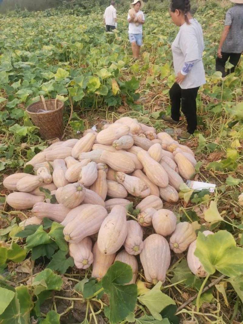 蜜本南瓜