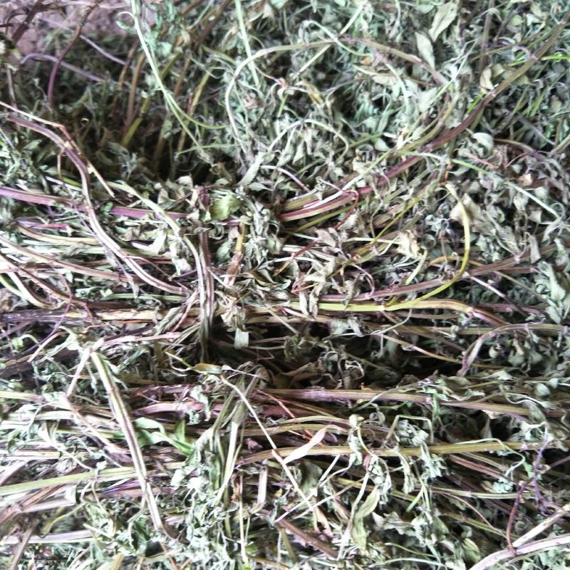 干薄荷，野生，无农药化肥污染，药性好，可泡茶！！！！！！