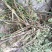 干薄荷，野生，无农药化肥污染，药性好，可泡茶！！！！！！