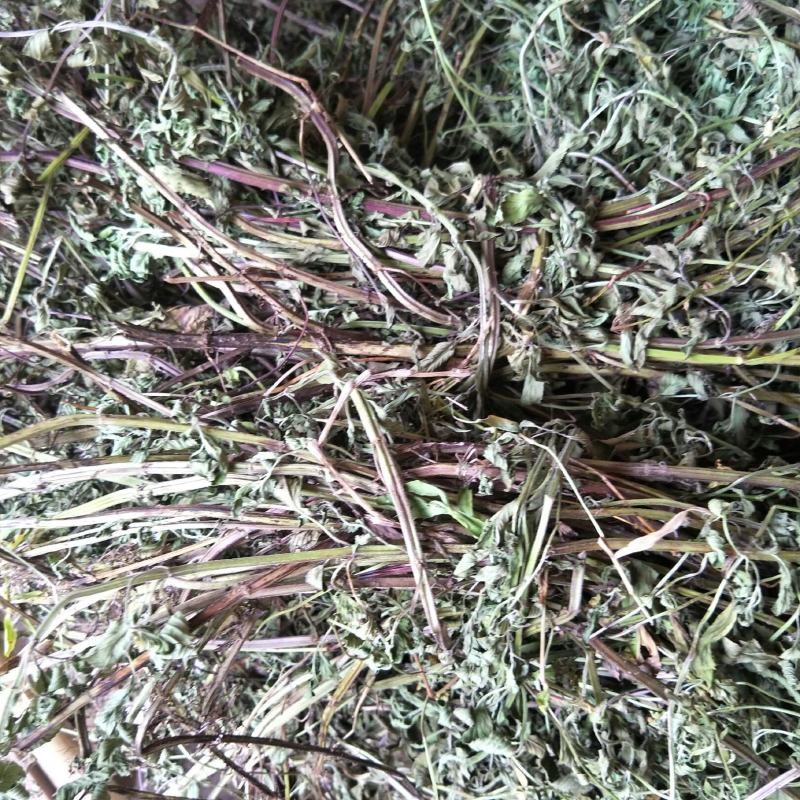 干薄荷，野生，无农药化肥污染，药性好，可泡茶！！！！！！